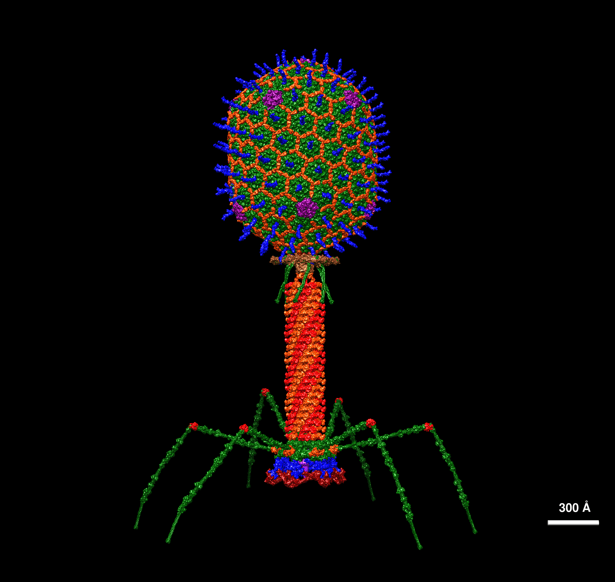 Atomic structural model of bacteriophage 