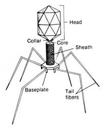 T4 phage (schematic drawing)