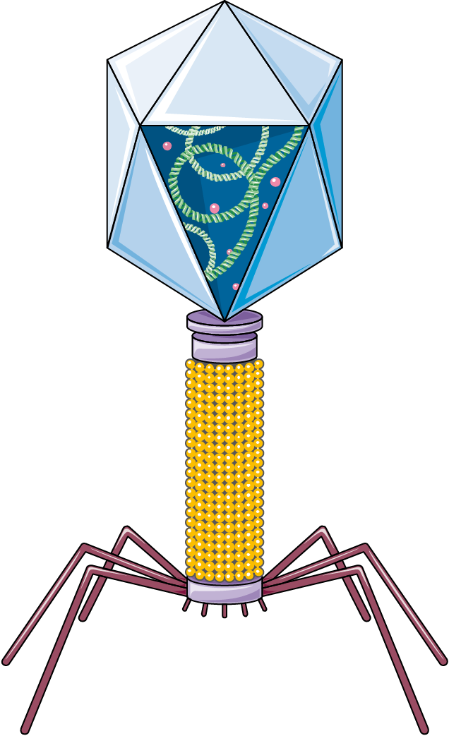 Why Do Bacteriophages Look Like Tiny Robots?